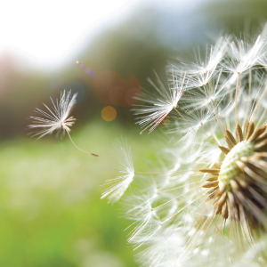 Deceased Estate Article 